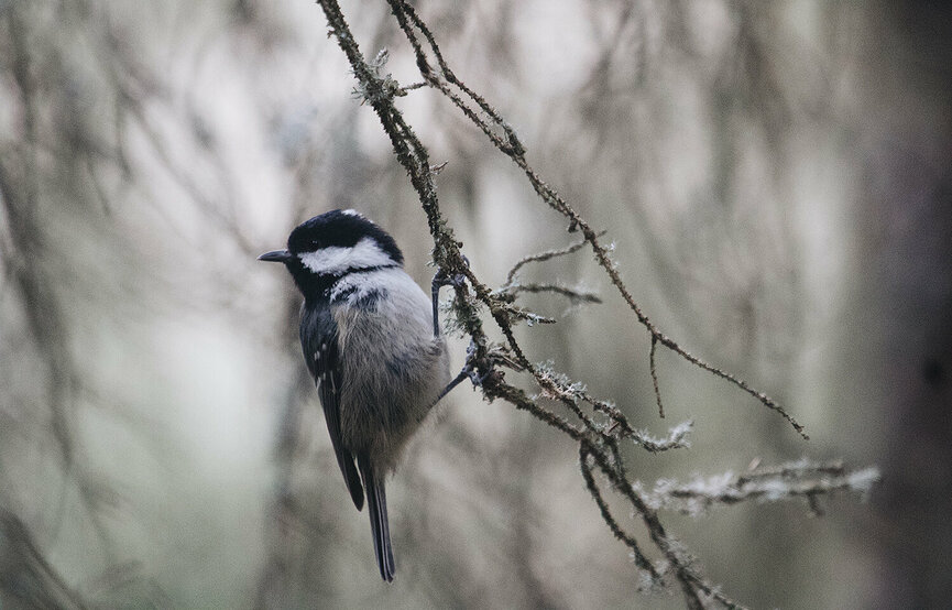 Dit is een afbeelding van een vogeltje op een tak