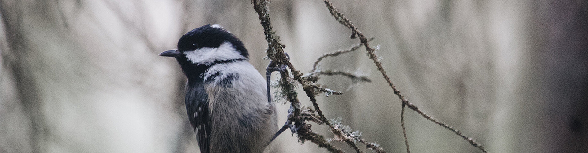 Dit is een afbeelding van een koolmeesje op een tak