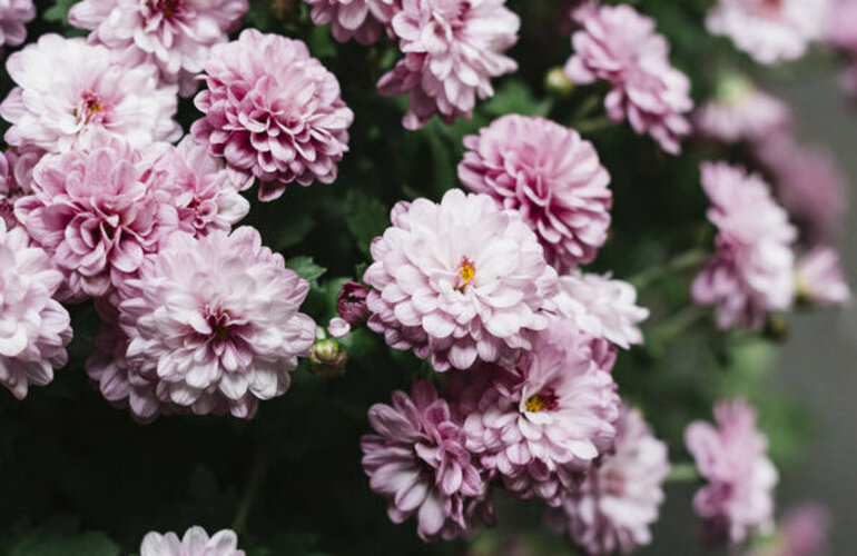 Dit is een afbeelding van mooie roze bloemen